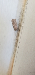 Spodoptera exigua
