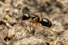 Camponotus lownei