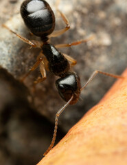 Camponotus lownei