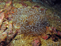 Fimbriaphyllia divisa