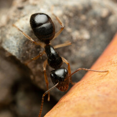 Camponotus lownei