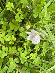 Oxalis incarnata