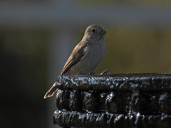 Baeolophus inornatus