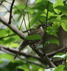 Meliphaga lewinii