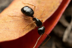 Camponotus lownei