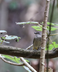 Pachycephala pectoralis