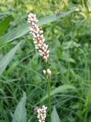 Persicaria maculosa