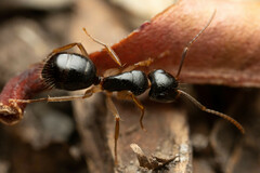 Camponotus lownei