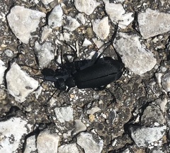 Epicauta pensylvanica