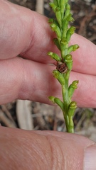 Microtis parviflora