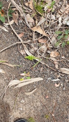 Microtis parviflora