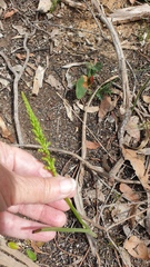 Microtis parviflora