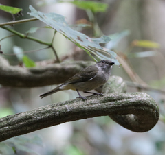Pachycephala pectoralis