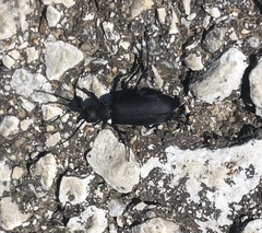 Epicauta pensylvanica