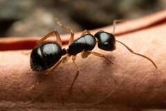 Camponotus lownei