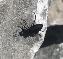 Epicauta pensylvanica
