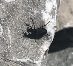 Epicauta pensylvanica