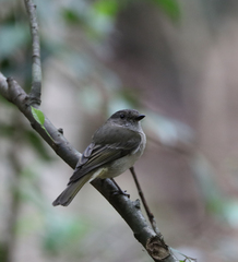Pachycephala pectoralis