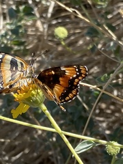 Chlosyne californica