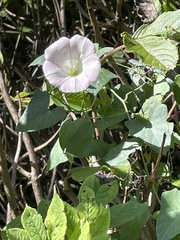 Calystegia purpurata
