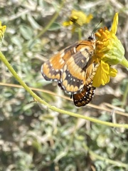 Chlosyne californica