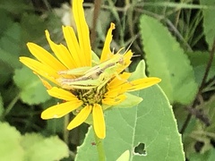 Melanoplus bivittatus