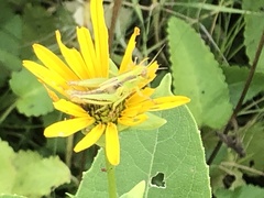 Melanoplus bivittatus