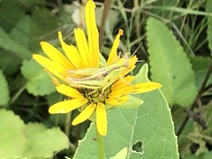 Melanoplus bivittatus