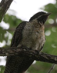 Eudynamys orientalis