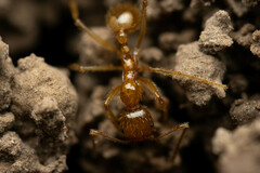 Aphaenogaster pythia