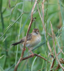 Cisticola exilis