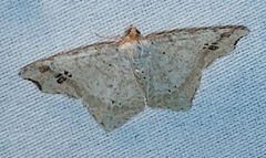 Macaria aemulataria