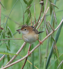 Cisticola exilis