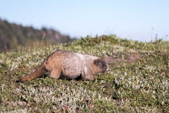 Marmota caligata