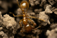 Aphaenogaster pythia