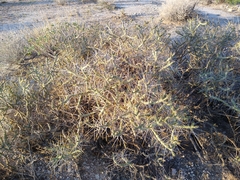 Cylindropuntia ramosissima
