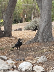 Corvus corax