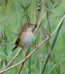 Cisticola exilis
