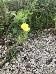 Oenothera biennis