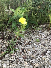 Oenothera biennis