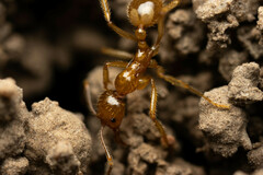 Aphaenogaster pythia