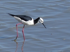 Himantopus leucocephalus