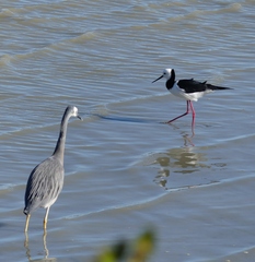 Himantopus leucocephalus