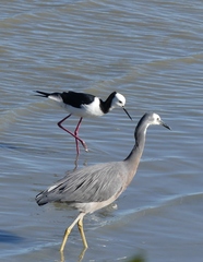 Himantopus leucocephalus