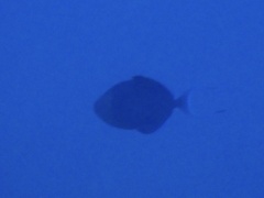 Odonus niger