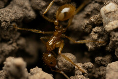 Aphaenogaster pythia