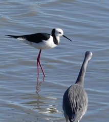 Himantopus leucocephalus