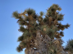 Yucca brevifolia