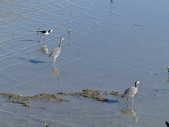 Himantopus leucocephalus