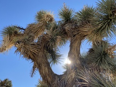Yucca brevifolia
